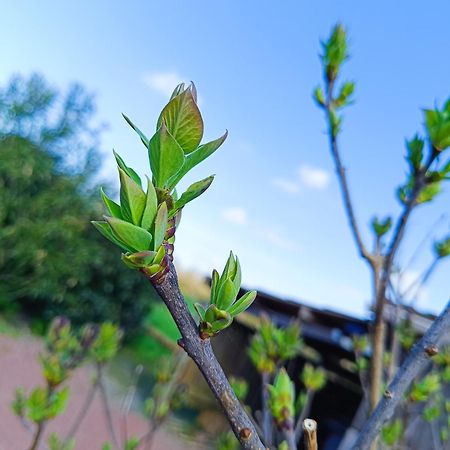 Le Gite Le Marillet Thorigny  Eksteriør billede